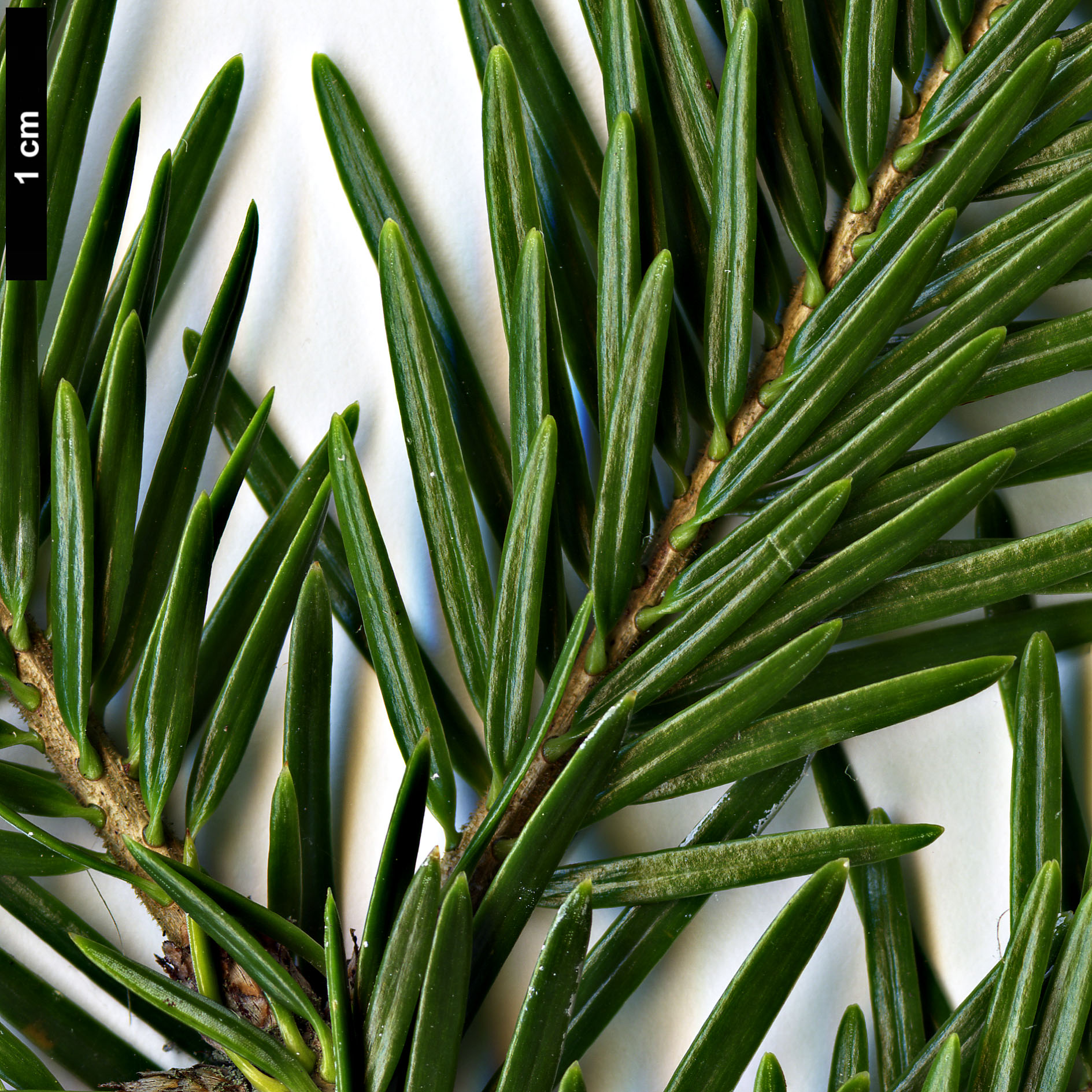 High resolution image: Family: Pinaceae - Genus: Abies - Taxon: ×borisii-regis × A.nordmanniana subsp. equi-trojani